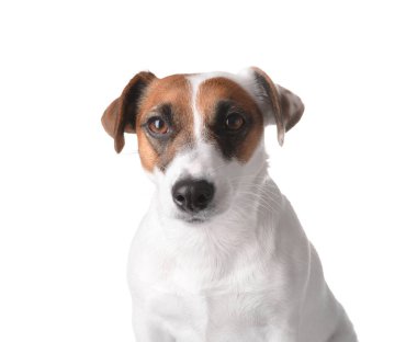 Beyaz arka planda sevimli komik bir köpek.