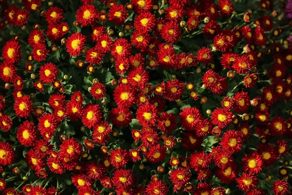 Sacco Bellissimi Fiori Crisantemo — Foto Stock