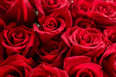 Güzel kırmızı güller, yakın plan.