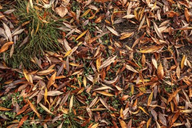 Park toprağa düşen sonbahar yaprakları