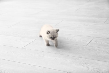 sevimli küçük yavru kedi evde