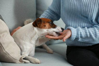 Ev sahibi ile şirin kriko Rusya korkunç