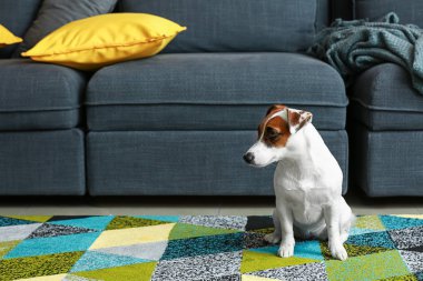 Şirin kriko Rusya korkunç evde