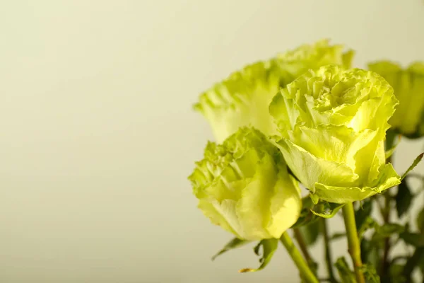 Krásné Zelené Růže Closeup — Stock fotografie