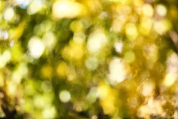 Blurred View Tree Autumn Park — Stock Photo, Image