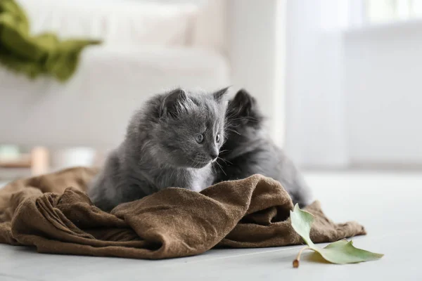 Sevimli Küçük Yavru Kedi Evde — Stok fotoğraf
