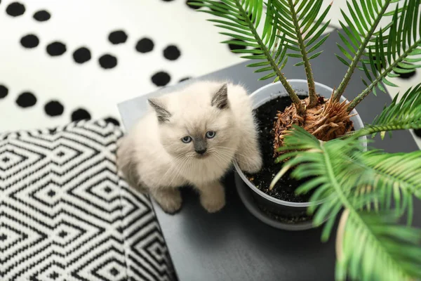 Söta Lilla Kattunge Nära Potten Med Krukväxt Hemma — Stockfoto