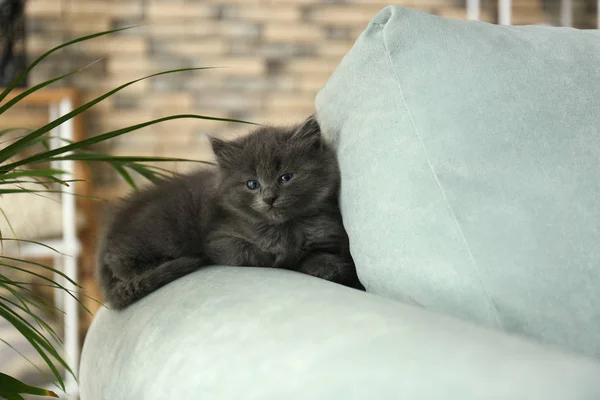 Cute Little Kitten Sofa Home — Stock Photo, Image