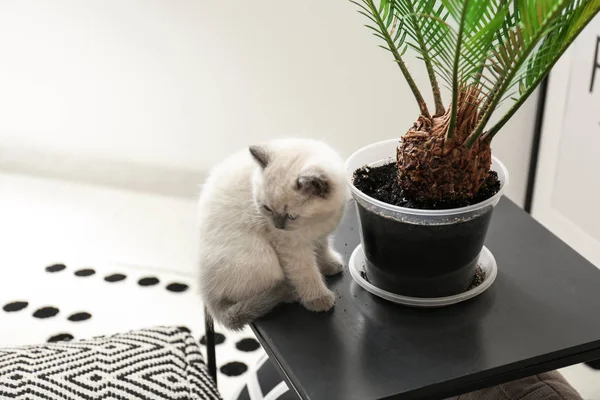 Lindo Gatito Cerca Olla Con Planta Interior Casa —  Fotos de Stock