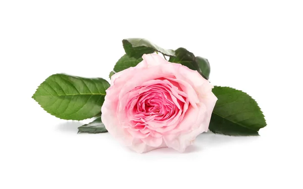 Rosa Bonita Rosa Fundo Branco — Fotografia de Stock