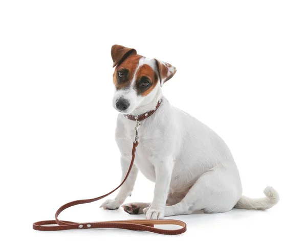 Niedlicher Jack Russell Terrier Auf Weißem Hintergrund — Stockfoto