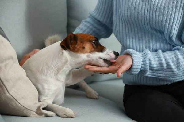 Ev sahibi ile şirin kriko Rusya korkunç