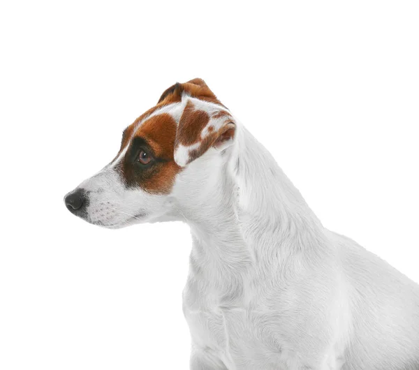 Śliczne Jack Russell Terrier Białym Tle — Zdjęcie stockowe