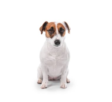Beyaz arka planda sevimli komik bir köpek.