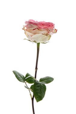 Beyaz arkaplanda güzel bir gül