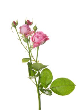 Beyaz arka planda güzel taze güller