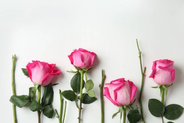 Beyaz arka planda güzel pembe güller