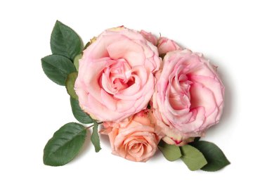 Beyaz arka planda güzel pembe güller