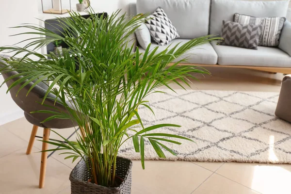 ตกแต งปาล Areca ในภายในของห องพ — ภาพถ่ายสต็อก