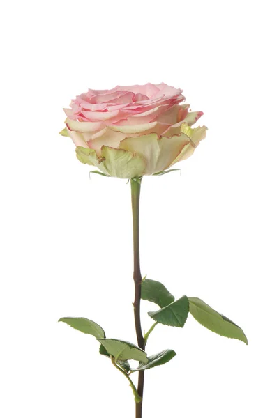 Beautiful Rose White Background — Stock Photo, Image