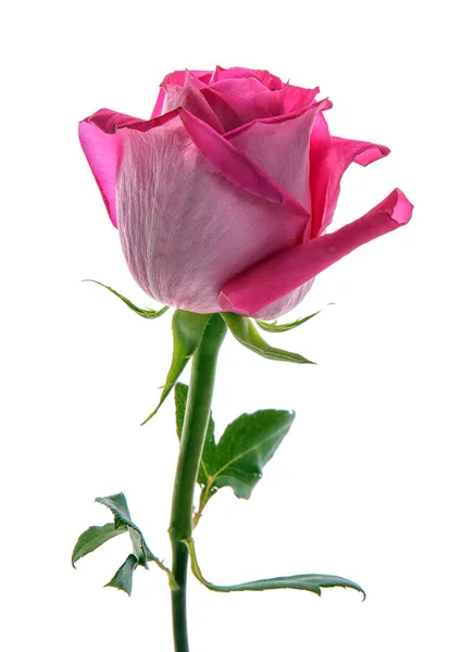 Beautiful Rose White Background — Stock Photo, Image