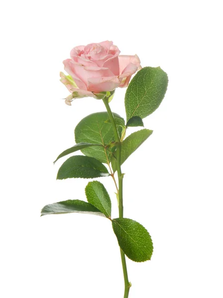 Beautiful Rose White Background — Stock Photo, Image