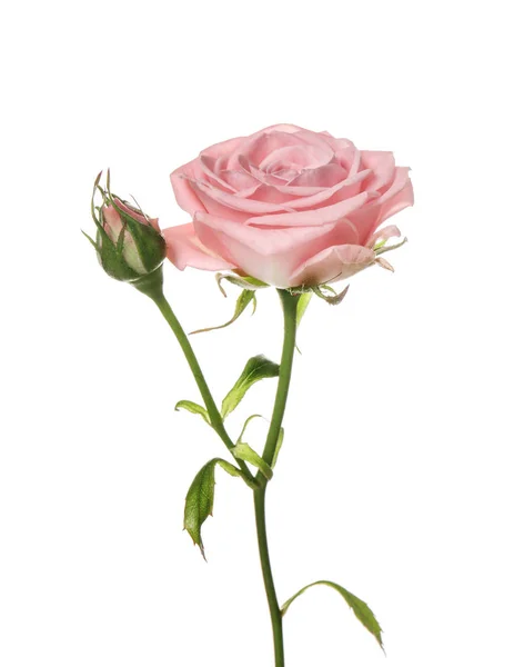 Beautiful Rose White Background — Stock Photo, Image