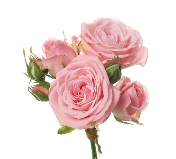 Красивые Свежие Розы Белом Фоне — стоковое фото