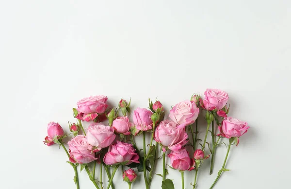 Beautiful Pink Roses White Background — Stock Photo, Image