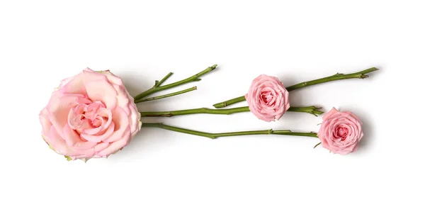 Composición Con Rosas Rosadas Sobre Fondo Blanco — Foto de Stock