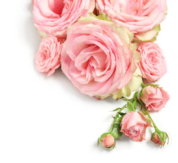 Beautiful Pink Roses White Background — Stock Photo, Image