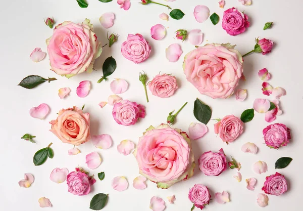 Hermosas Rosas Rosadas Sobre Fondo Blanco — Foto de Stock