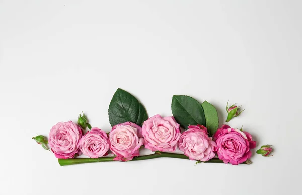 Composition Pink Roses White Background — Stock Photo, Image