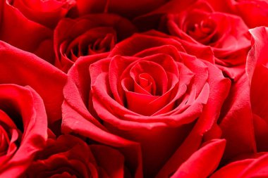 Güzel kırmızı güller, yakın plan.