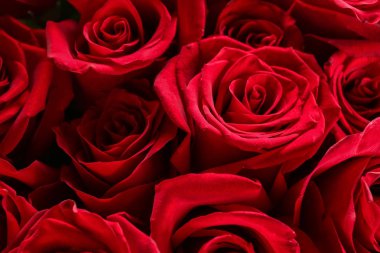 Güzel kırmızı güller, yakın plan.