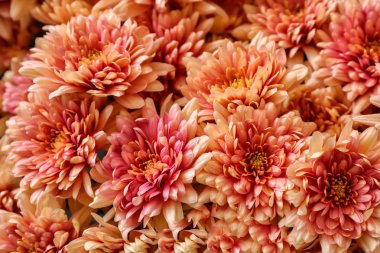 Güzel renkli kasımpatı çiçekleri