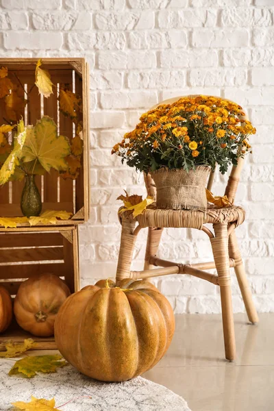 Schöne Chrysanthemenblüten Mit Kürbissen Und Herbstblättern Zimmer — Stockfoto