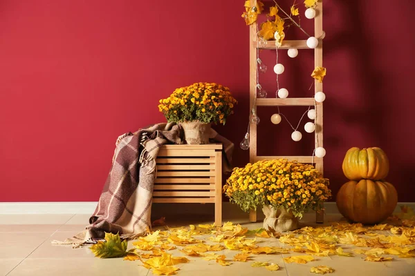 Beautiful Autumn Composition Pumpkins Leaves Chrysanthemum Flowers Color Wall — Stock Photo, Image