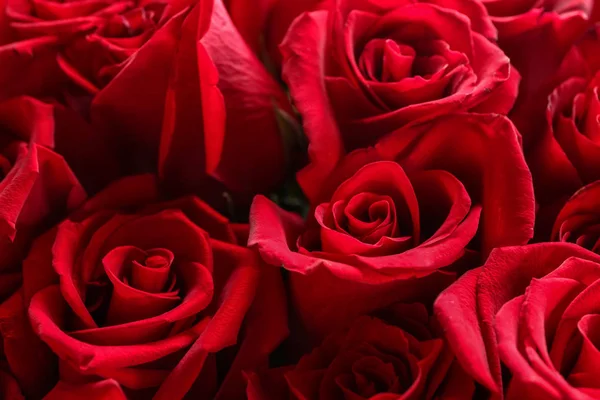 Bouquet Belles Roses Rouges Gros Plan — Photo
