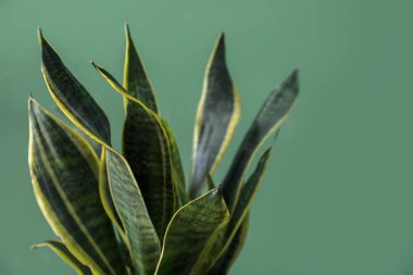 Renk arka plan üzerinde güzel sansevieria