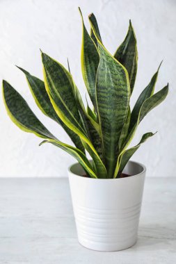 Beyaz masa üzerinde saksının içinde güzel sansevieria