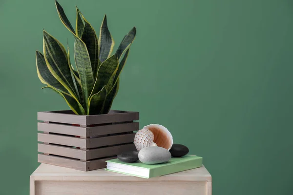 Beautiful Sansevieria Wooden Box Table Green Wall — Stock Photo, Image