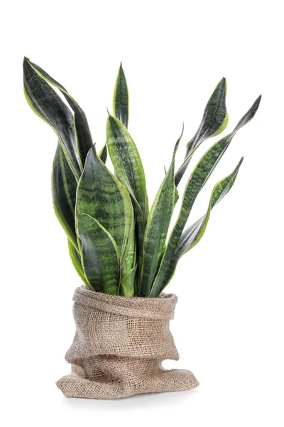 Beautiful Sansevieria White Background — Stock Photo, Image