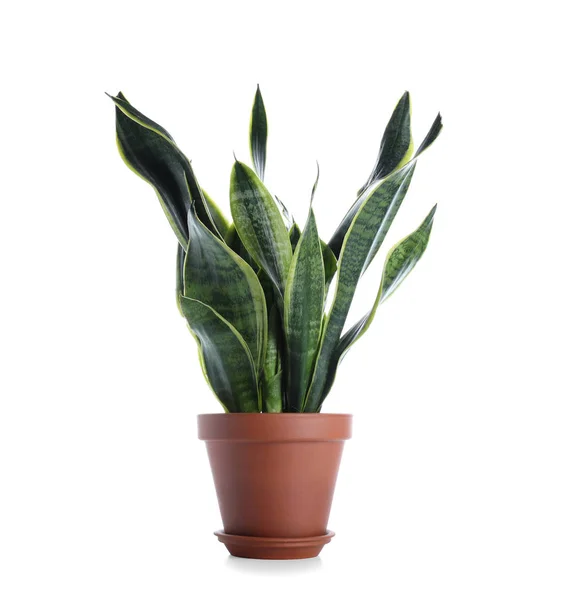 Bella Sansevieria Sfondo Bianco — Foto Stock