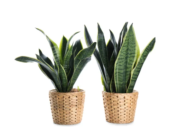 Gyönyörű Sansevieria Virágcserepet Fehér Háttér — Stock Fotó