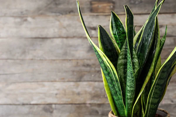 Indah Sansevieria Pada Latar Belakang Kayu — Stok Foto