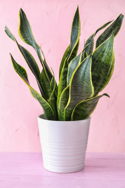 Schöne Sansevieria Blumentopf Auf Farbtisch — Stockfoto