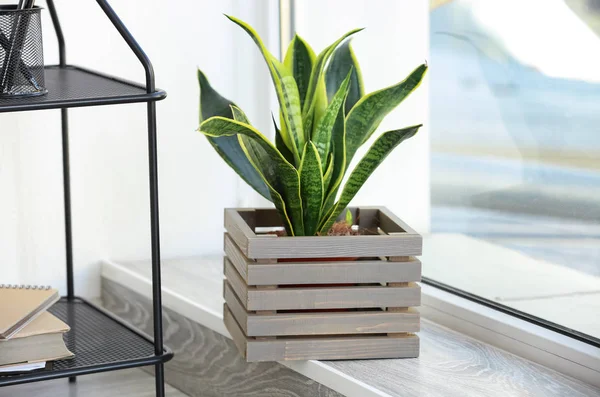 Hermosa Sansevieria Caja Madera Alféizar Ventana — Foto de Stock