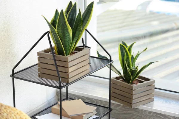 Beautiful sansevieria in wooden boxes indoors