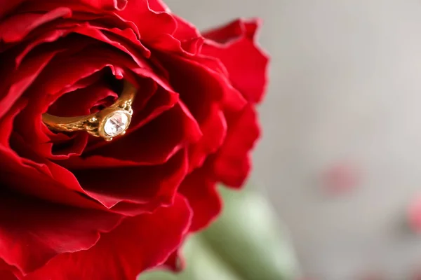 Schöne Rose Mit Ring Nahaufnahme — Stockfoto